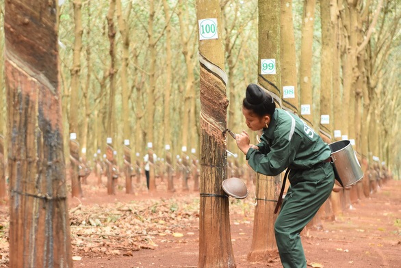 125 năm cao su cho vàng ở Việt Nam - Kỳ 9: 15 phút cạo 100 cây cao su chính xác từng 0,1 milimet